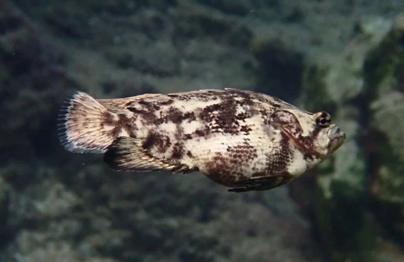Tripletail, Atlantic Tripletail, Black Grunt, Black Perch, Bouyfish, Bouy Fish, Brown Tripletail, Brown Triple Tail, Conchy Leaf, Dusky Tripletail, Dusky Triple-tail, Flasher, Sleepfish, Tripletail, Triple-tail, Triple Tail, Tripple Tail - Lobotes surinamensis, Lobotes surinamensis