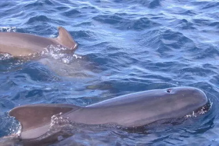 Long-Finned-Pilot-Whale-Species-Canary-Islands-Dolphin-Canaries-Globicephala-melas-Tenerife-Gran-Canaria-Whale-watching-Fuerteventura-Lanzarote-La-Palma-Atlantic-Ocean