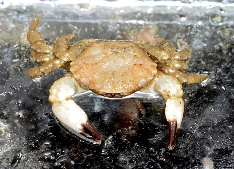, Lophopanopeus diegensis