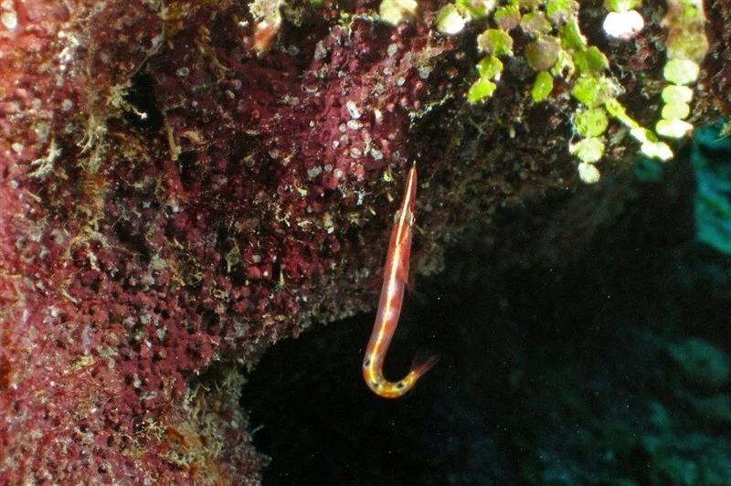 Arrow blenny, Arrow Blenny, Lucayablennius zingaro