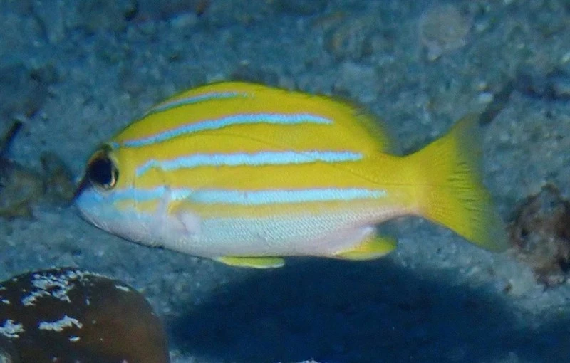 Bengal snapper, Bengal Snapper, Lutjanus bengalensis