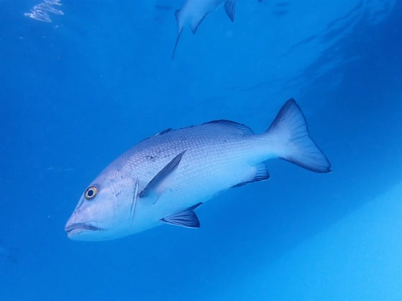 Two-spot red snapper, Red Snapper, Bohar Snapper, Kelp Bream, Kelp Sea Perch, Kelp Sea-perch, Twospot Red Snapper, Two-spot Red Snapper, Lutjanus bohar