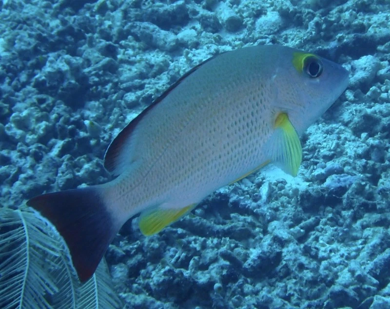 Blacktail snapper, Blacktail Snapper, Lutjanus fulvus