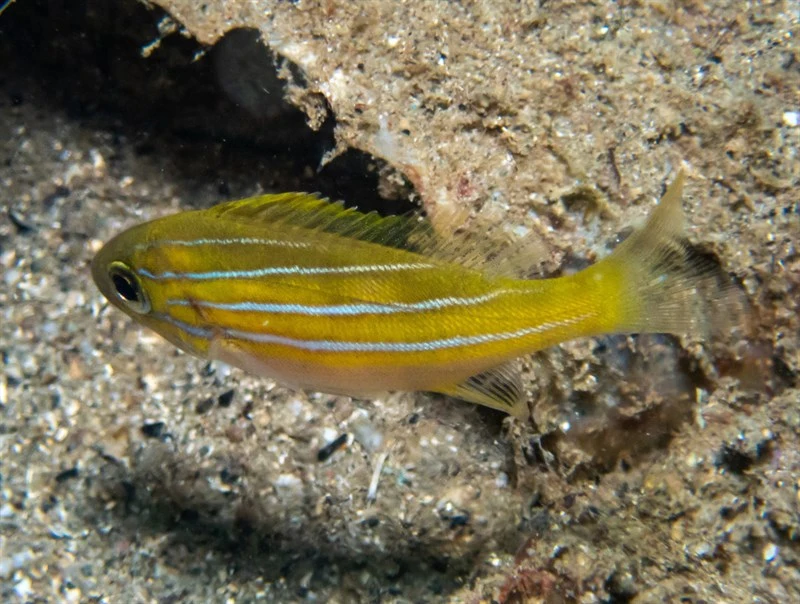 Common bluestripe snapper, Common Bluestripe Snapper, Lutjanus kasmira