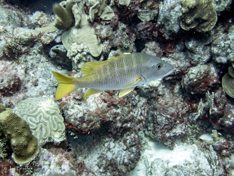 Bigeye snapper, Spanish Flag Snapper, Lutjanus lutjanus