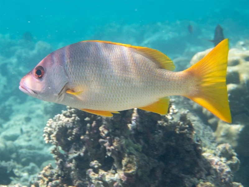 One-spot snapper, One-spot Snapper, Lutjanus monostigma