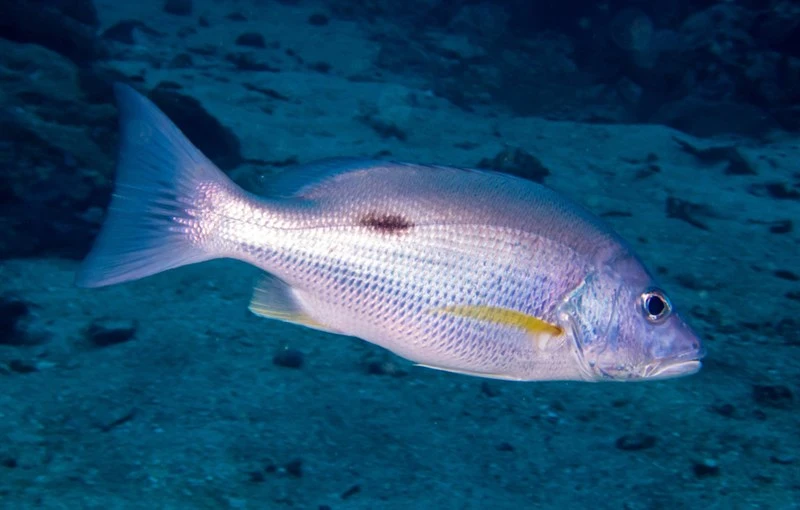 Russell's snapper, Fingermark Bream, Moses Perch, Moses Seaperch, Moses Snapper, Moses' Snapper, Red Bream, Russell's One Spot Snapper, Russell's Sea-perch, Russell's Snapper, Russel's Snapper, Snapper, Lutjanus russellii