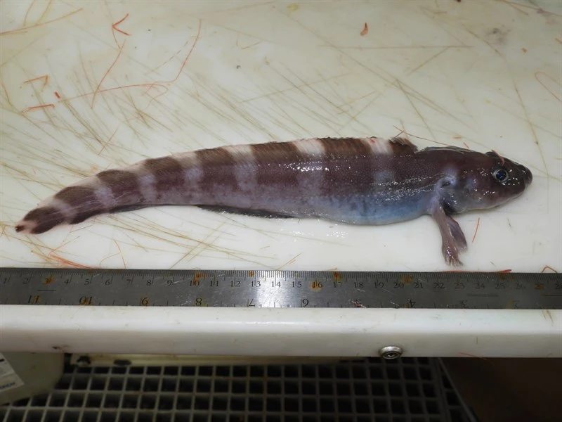 Doubleline eelpout, Lycodes eudipleurostictus, Lycodes eudipleurostictus
