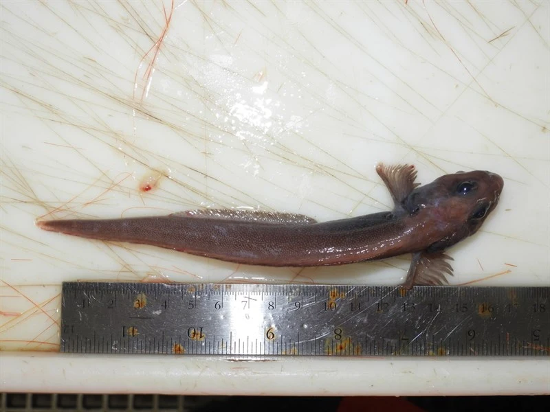 Paamiut eelpout, Lycodes paamiuti, Lycodes paamiuti