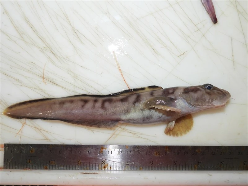Arctic eelpout, Arctic Eelpout - Lycodes reticulatus, Lycodes reticulatus