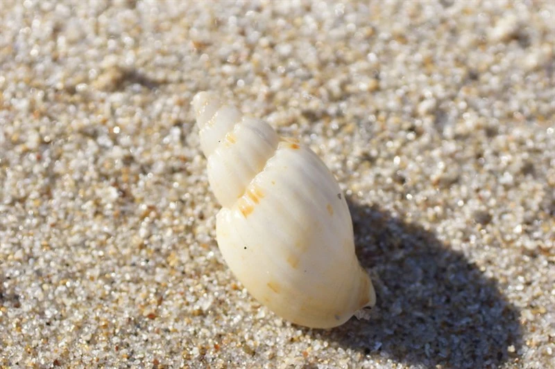 , Miter-shaped Lyria - Lyria mitraeformis, Lyria mitraeformis