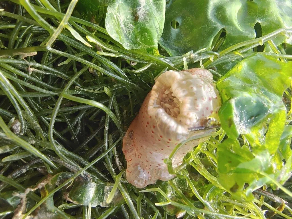 , Macrodactyla fautinae, Macrodactyla fautinae
