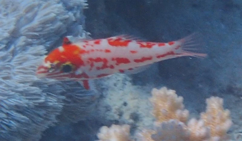 Choat's wrasse, Choat's Wrasse, Red-flecked Wrasse, Macropharyngodon choati