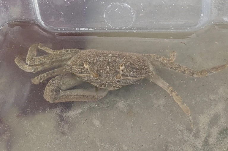 , Macrophthalmus (Macrophthalmus) brevis, Macrophthalmus (Macrophthalmus) brevis