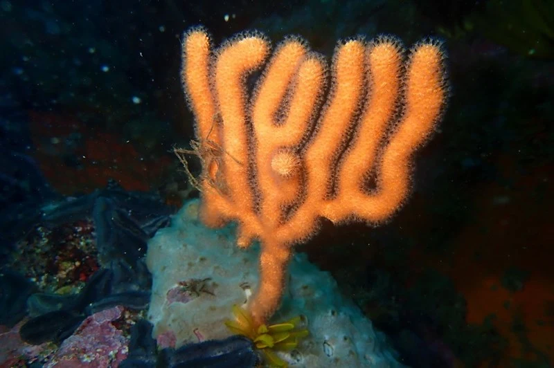 , Macropodia falcifera, Macropodia falcifera