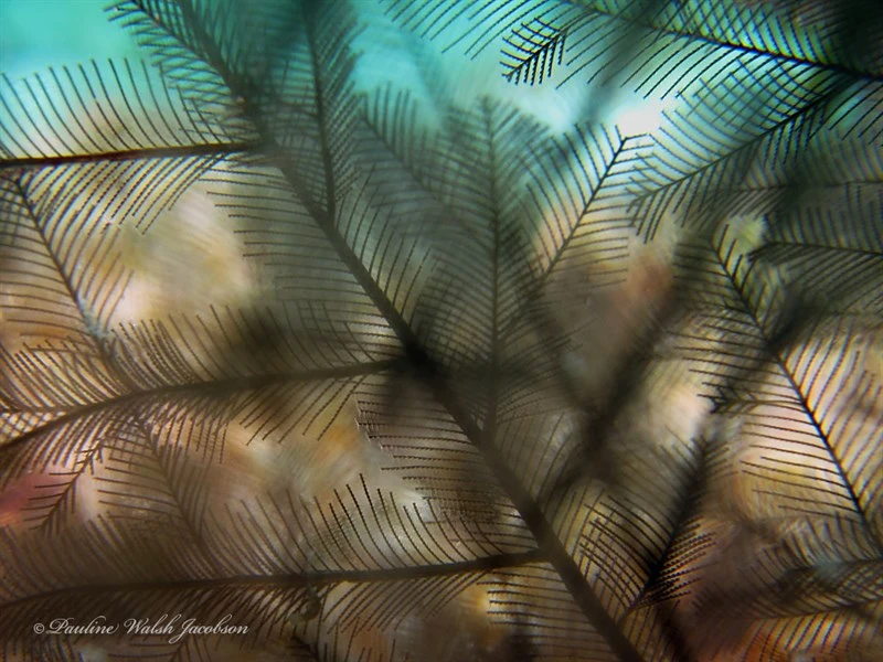 , Clarke's Hydrozoan, Macrorhynchia clarkei