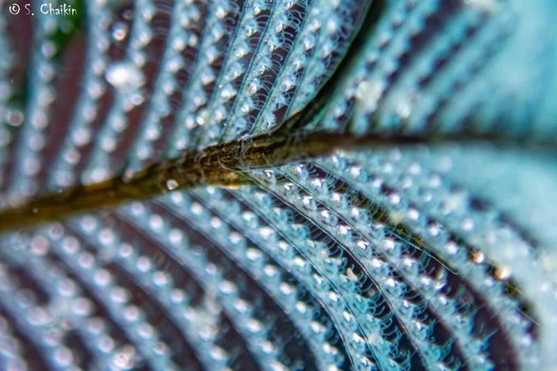 , White Smoky-feathered Hydroid,Stinging Hydroid, Macrorhynchia philippina