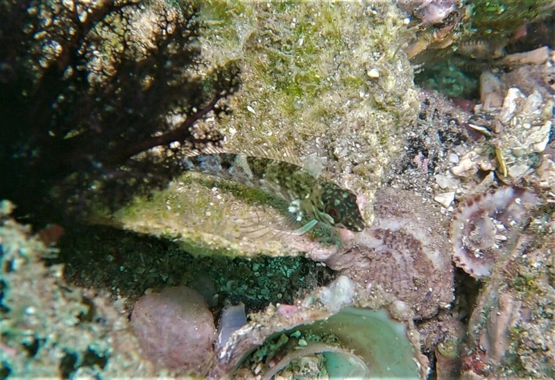 , Malacoctenus mexicanus