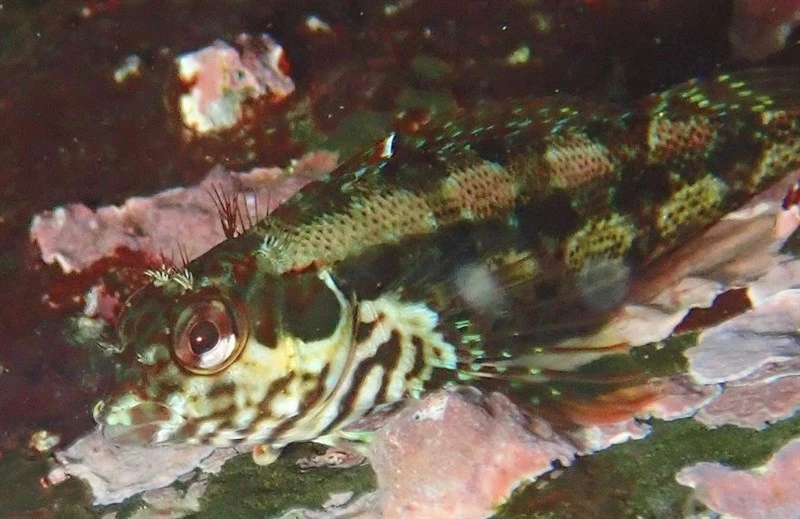 Belted blenny, Belted Blenny, Malacoctenus zonogaster
