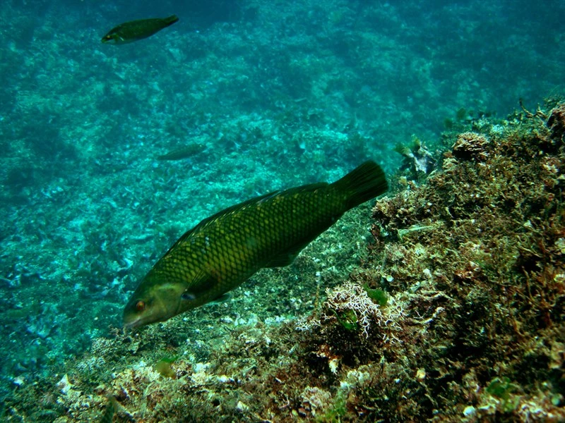 , Wrasse, Old Lady, Malapterus reticulatus
