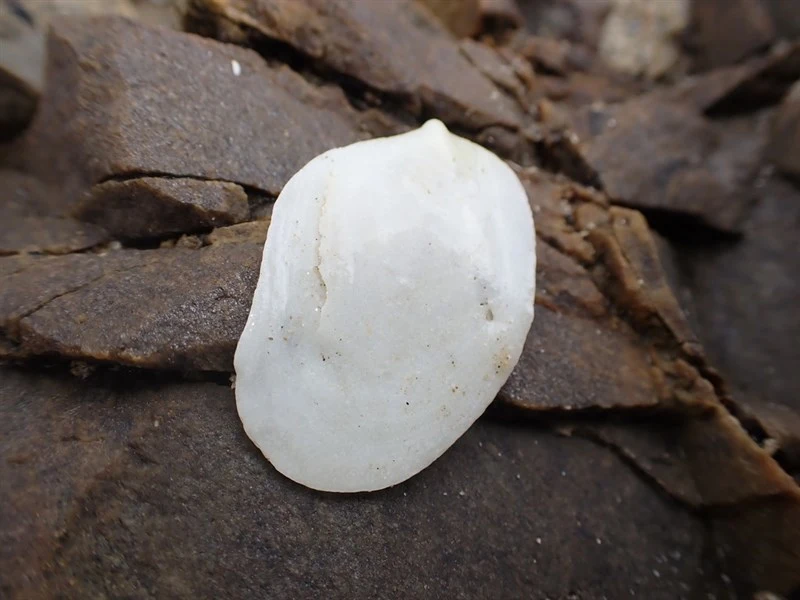 , Maoricrypta immersa, Maoricrypta immersa