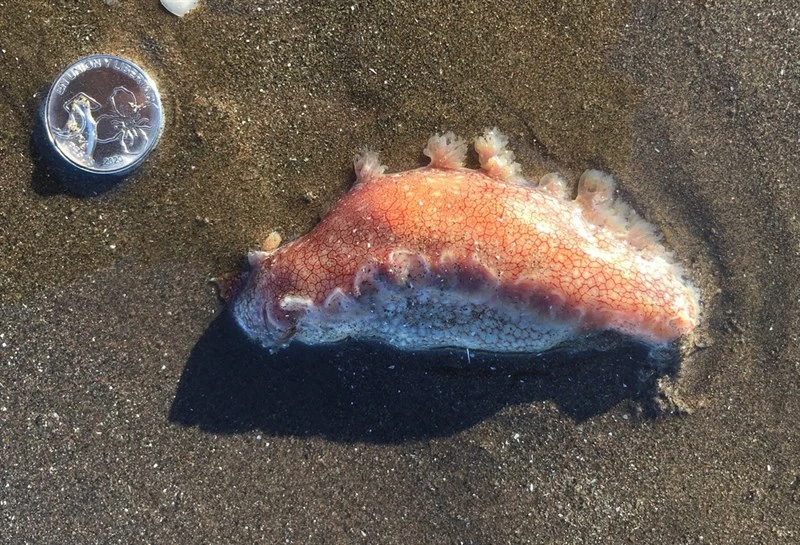 , Marionia cucullata