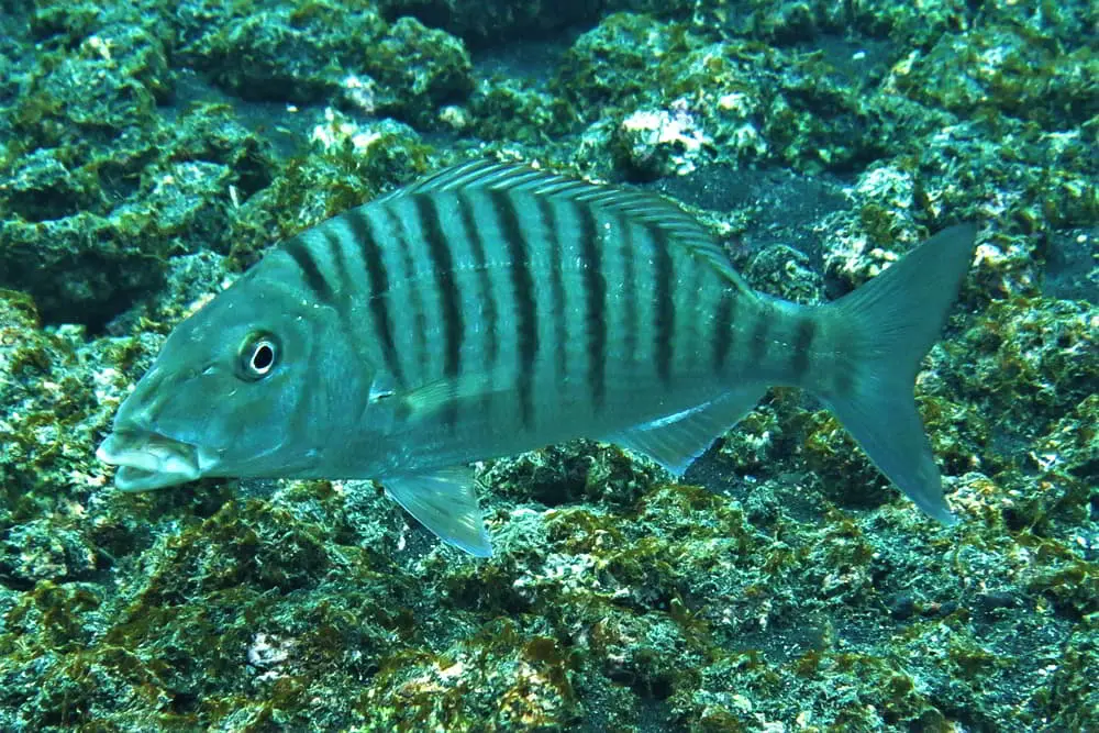 Marmorbrasse - Lithognathus mormyrus