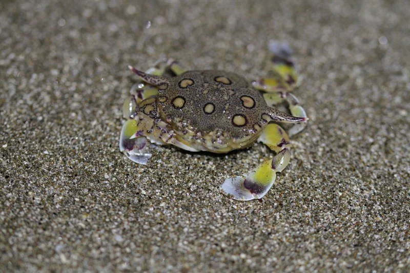 , Matuta purnama, Matuta purnama