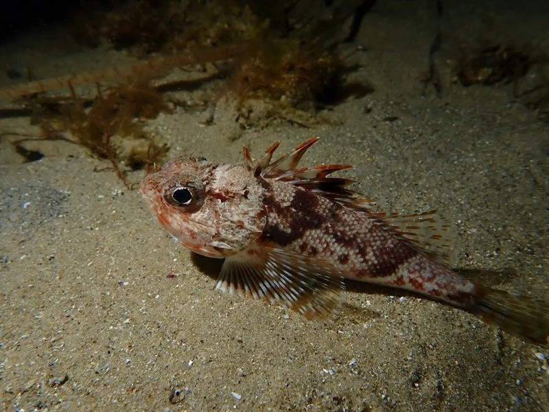Little gurnard perch, Little Gurnard Perch, Little Scorpionfish - Maxillicosta scabriceps, Maxillicosta scabriceps