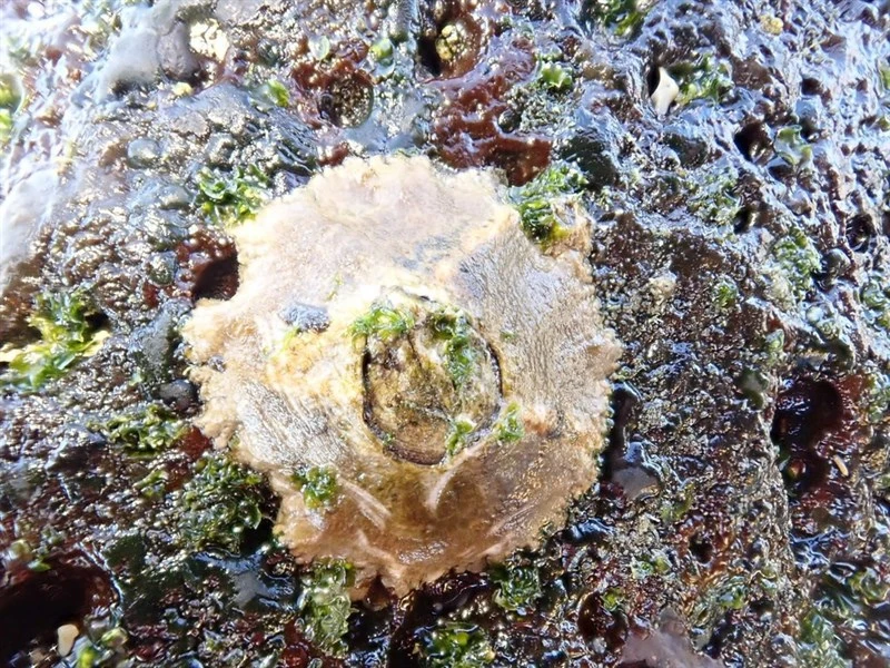 , Megabalanus peninsularis