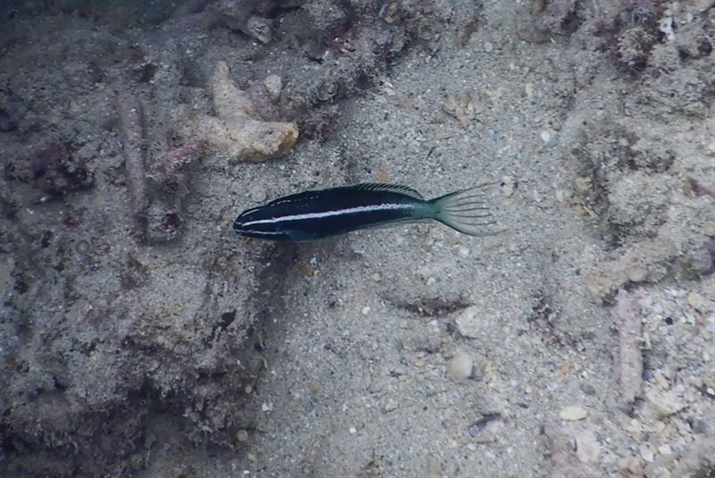 , Kamohara Fang Blenny - Meiacanthus kamoharai, Meiacanthus kamoharai