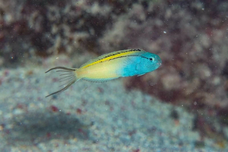 Blackline fangblenny, Blackline Fangblenny, Meiacanthus nigrolineatus