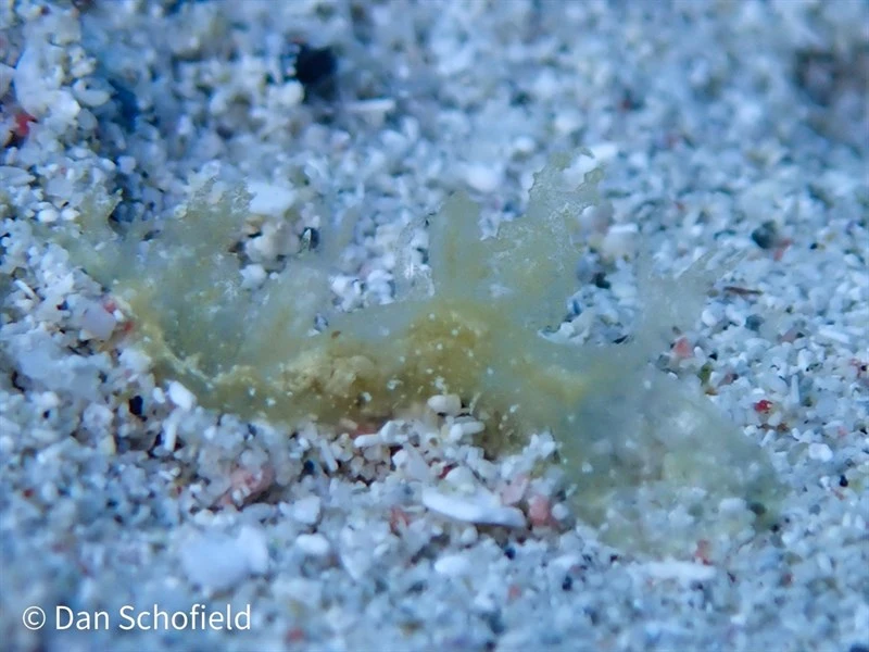 , Melibe arianeae, Melibe arianeae
