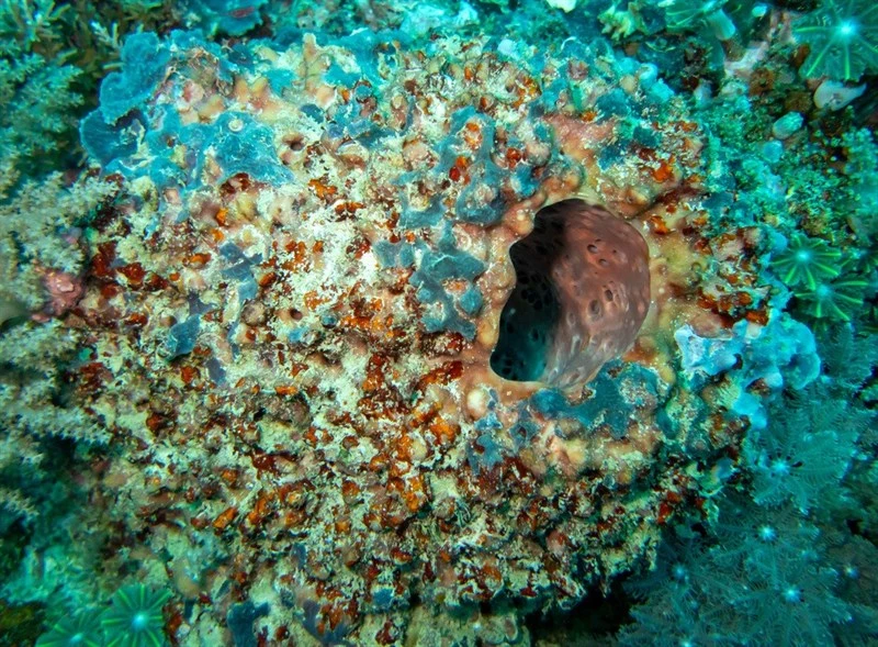 , Melophlus sarasinorum