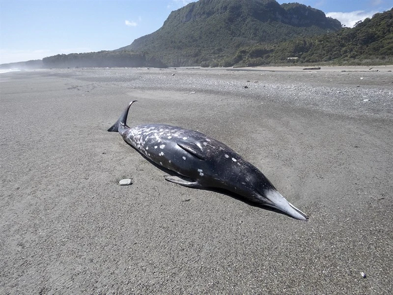 , Mesoplodon grayi