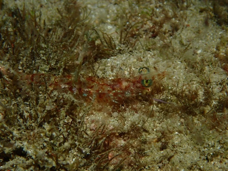 , Metapenaeopsis commensalis, Metapenaeopsis commensalis