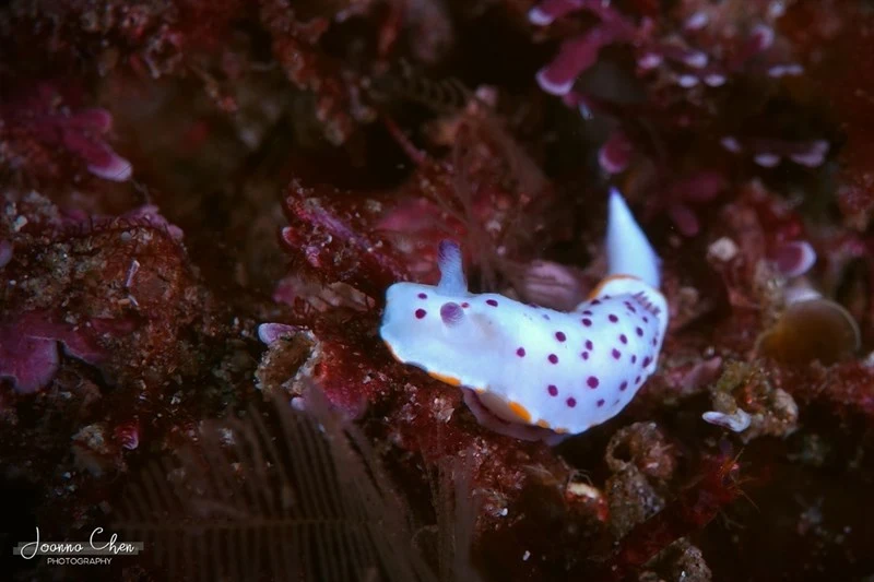 , Nudibranch, Mexichromis festiva