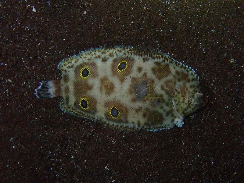 Foureyed sole, Foureyed Sole - Microchirus ocellatus, Microchirus ocellatus