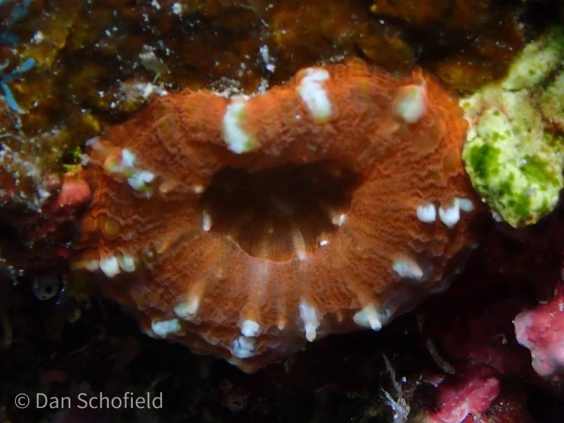 , Micromussa Pacifica - Micromussa pacifica, Micromussa pacifica