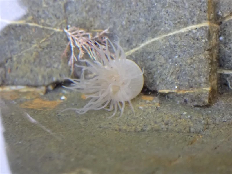 , Plumose Anemone - Mimetridium cryptum, Mimetridium cryptum