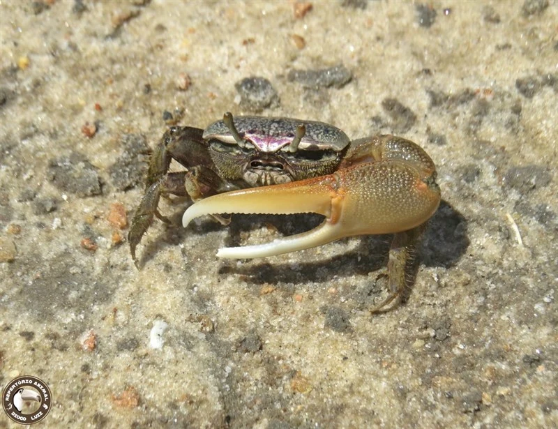 , Minuca mordax, Minuca mordax