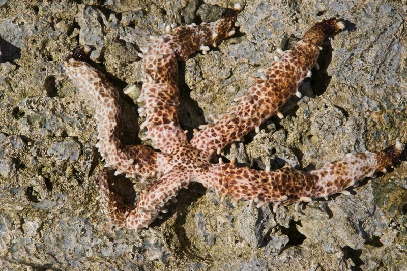 , Nail Sea Star, Mithrodia clavigera