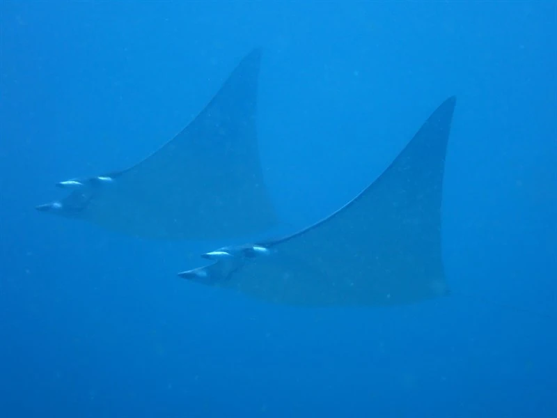 Shortfin devil ray, Shortfin Devil Ray, Shortfin Pygmy Devil Ray, Lesser  Devil  Ray, Pygmy Devil Ray, Mobula kuhlii