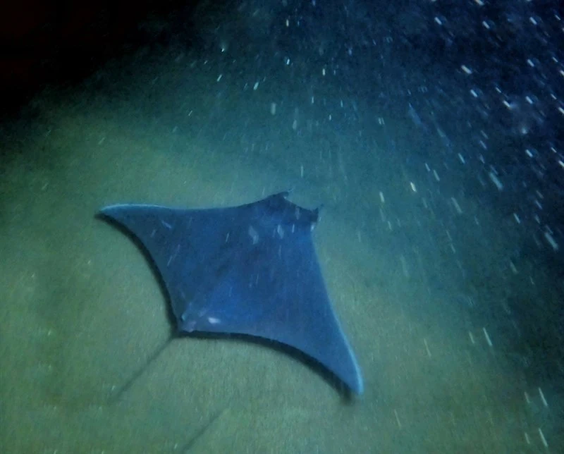 Munk's devil ray, Munk's Devil Ray - Mobula munkiana, Mobula munkiana