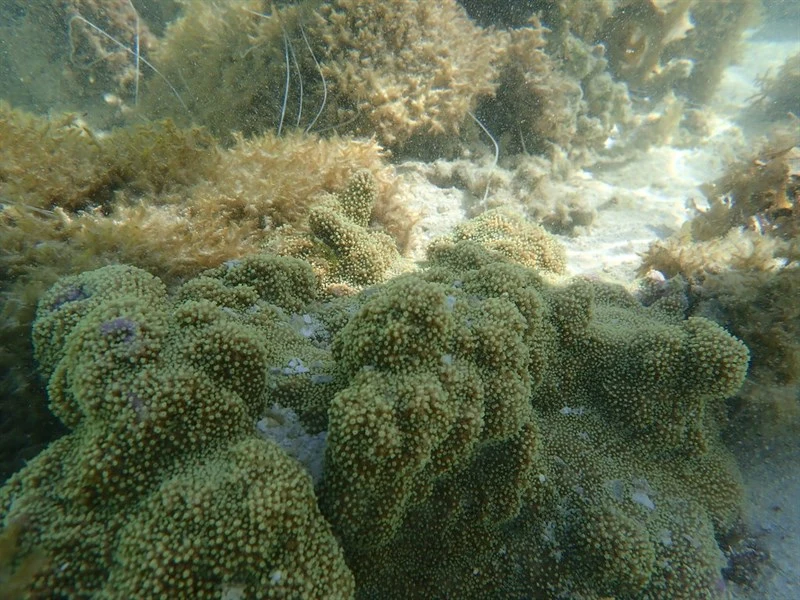 , Stony Coral - Montipora grisea, Montipora grisea