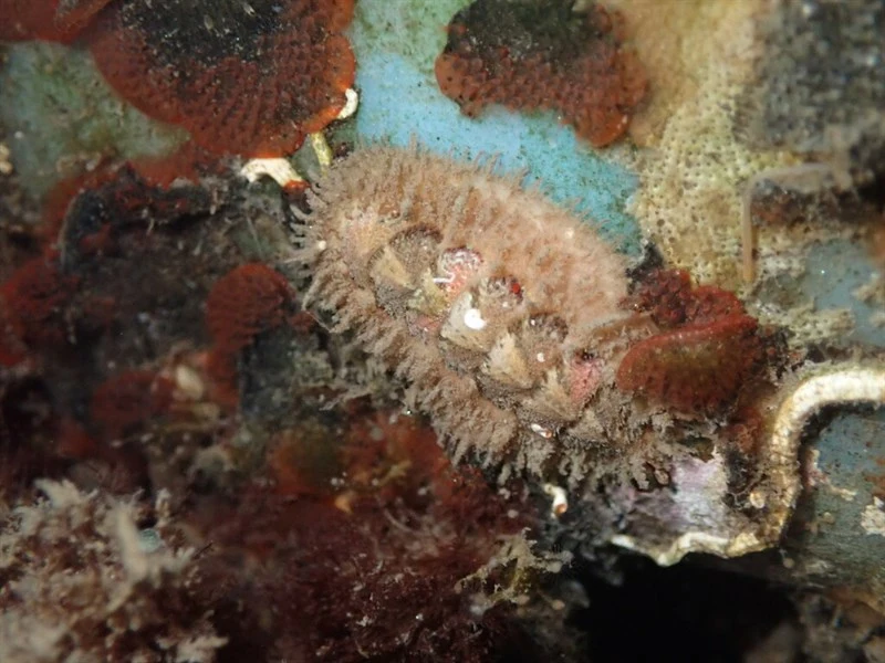 , Mopalia ferreirai, Mopalia ferreirai
