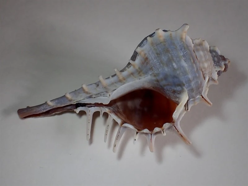 , Murex scolopax, Murex scolopax
