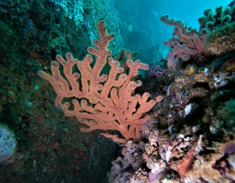 , Sea Fan - Muricea purpurea, Muricea purpurea