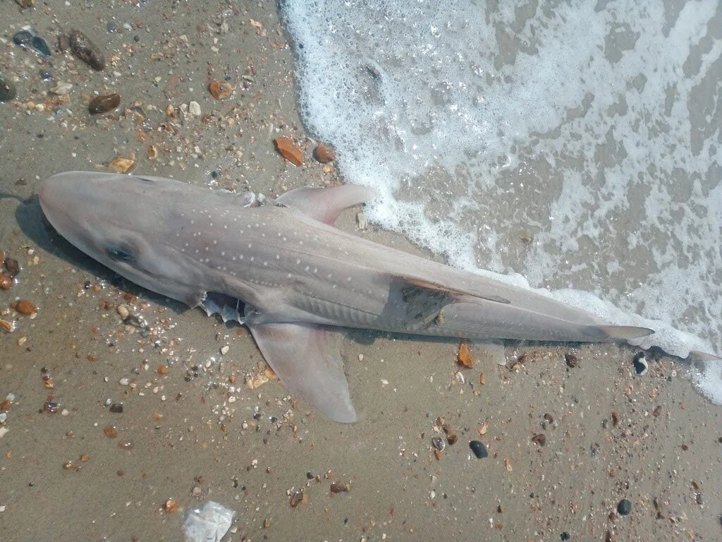 Starry smooth-hound, Starry Smooth-hound, Mustelus asterias