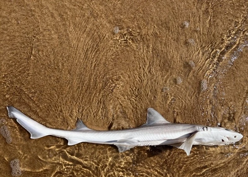 Dusky smooth-hound, Dusky Smoothhound, Mustelus canis